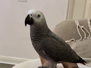 Gorgeous African Grey Parrots Available