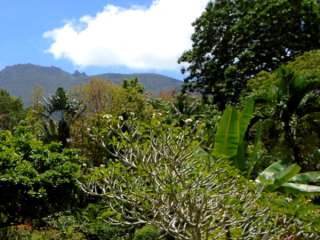 Beautiful property with an unique garden in Camiguin Island