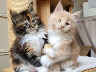 Maine Coon Kittens for sale