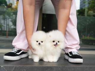 Teacup Pomeranian Puppies for sale