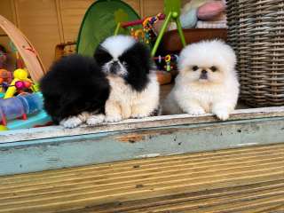 purebred Pekingese Puppies Available