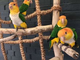 Caique parrots available now