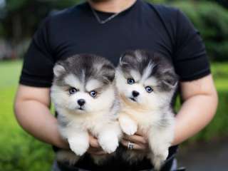 Pomsky Puppies Available