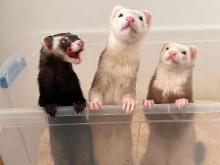 loving ferrets for Adoption