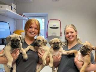 Boerboel Puppies For Sale