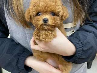 Poodle puppies for Sale