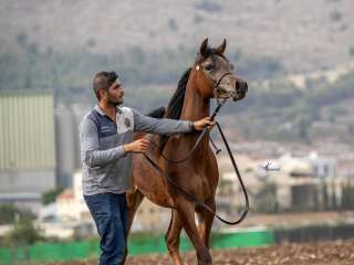 Registered purebred Arabian Horses for sale