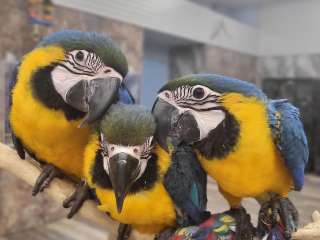 Pair of Blue and Gold Macaw Parrots For Sale