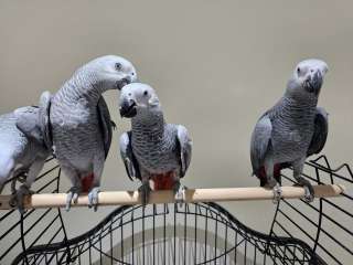 Talking African Grey Parrots for sale