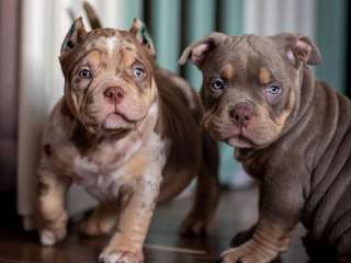 American Bully puppies for sale