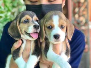 Beagle Puppies for Adoption