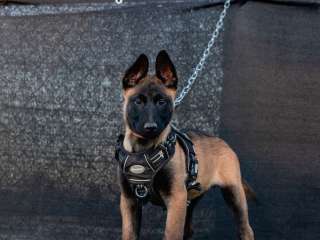 Belgian malinois puppies for adoption.