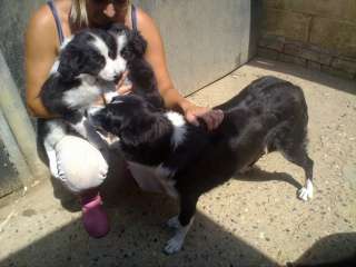 Border Collie pups for Adoption Ready