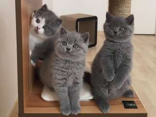 british shorthair kittens for Sale