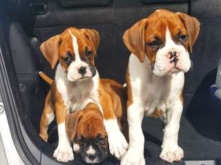 Boxer Puppies For Adoption