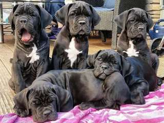 Cane Corso puppies for sale.