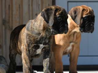 BullMastiff Puppies For Sale