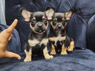 Chihuahua puppies for Sale