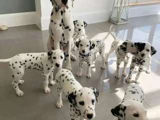 dalmatian puppies now ready for a new home