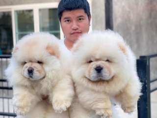 chow chow puppies for Sale