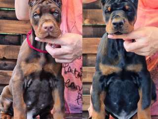 Doberman Pinscher Puppies Available for sale