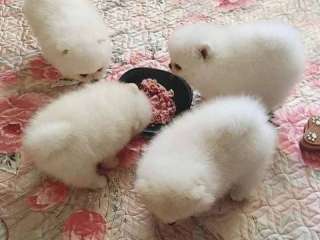 Kc Boy Pomeranians . ..viber me at :+639463422605