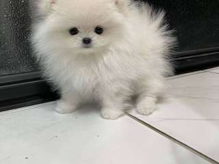 Kc Boy Pomeranians . ..viber me at :+639463422605