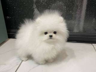 Kc Boy Pomeranians . ..viber me at :+639463422605