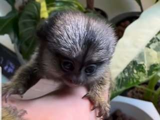 Pygmy Marmoset Monkey....viber me at +639463422605