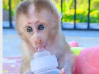 Pygmy Marmoset Monkey....viber me at +639463422605