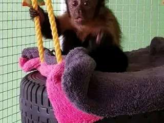 playful  pygmy marmoset and Capuchin monkeys,....viber me at +639463422605