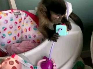 playful  pygmy marmoset and Capuchin monkeys,....viber me at +639463422605