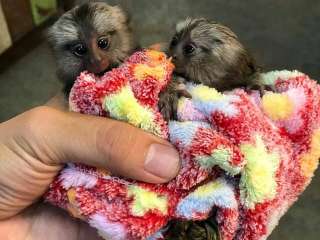 playful  pygmy marmoset and Capuchin monkeys,....viber me at +639463422605