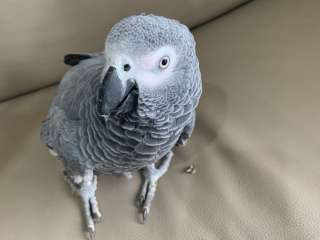 African Grey and macaw parrots for sale .....viber me at +639463422605