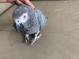 African Grey and macaw parrots for sale .....viber me at +639463422605