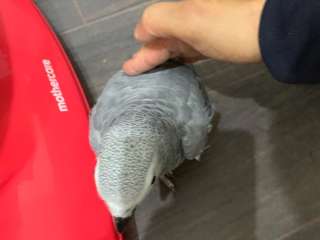 African Grey and macaw parrots for sale .....viber me at +639463422605