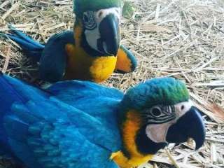 African Grey and macaw parrots for sale .....viber me at +639463422605