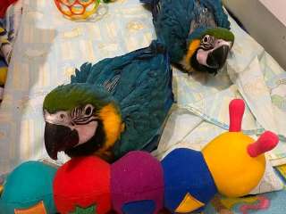 African Grey and macaw parrots for sale .....viber me at +639463422605