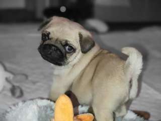 Pug Puppies Ready to go home.......viber me at +639463422605