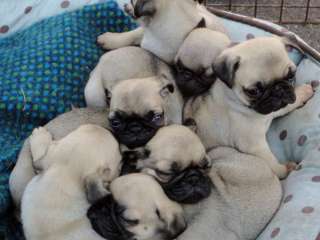 Pug Puppies Ready to go home.......viber me at +639463422605