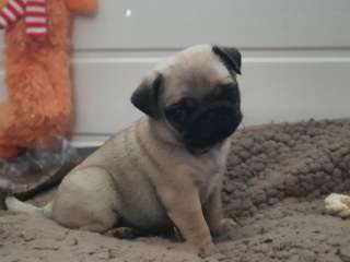 Pug Puppies Ready to go home.......viber me at +639463422605