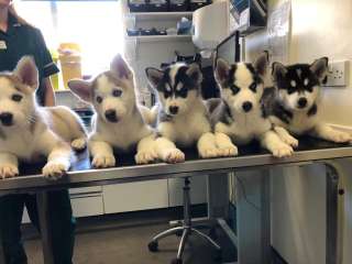 Gorgeous Siberian Husky Puppies .....viber me at +639463422605
