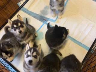 Gorgeous Siberian Husky Puppies .....viber me at +639463422605