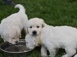 Cream Golden Retriever Puppies for Sale…....viber me at :+639463422605
