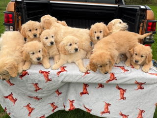 We have five beautiful Golden Retriever puppies…....viber me at :+639463422605