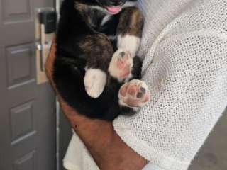 Love husky labrador puppy