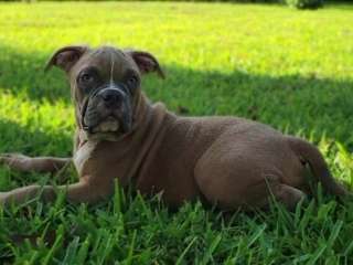 American bulldog