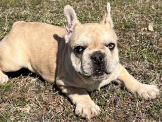 French Bulldog Puppies For Sale.e..viber :+639463422605)