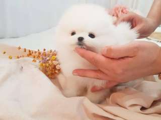 Teacup Pomeranian puppies