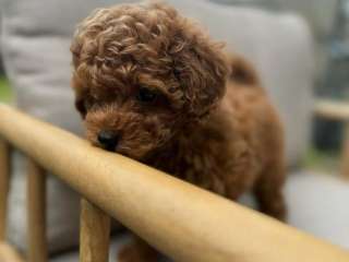 Toy Poodle puppies
